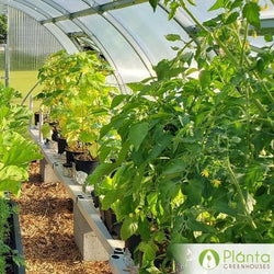 planta