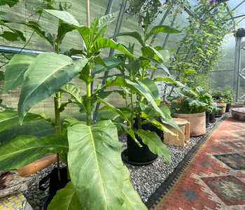 Loving our SoTru Farm Greenhouse