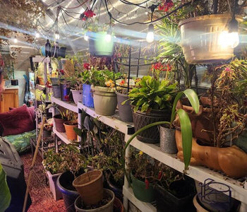 Chicago Cold, Cozy Greenhouse & a Love Story Inside
