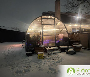 Chicago Cold, Cozy Greenhouse & a Love Story Inside
