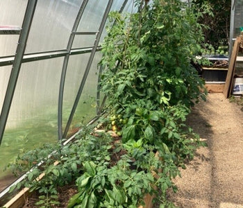 Star Garden: Growing With Purpose