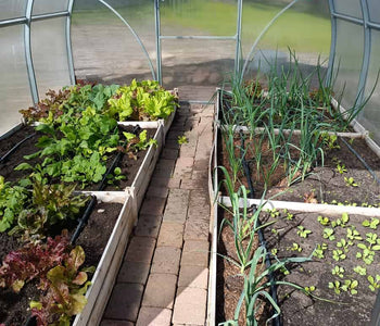 Harvesting tomatoes in January and February!