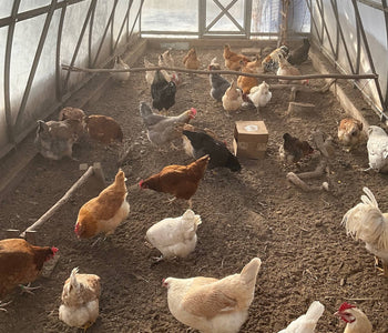 Extends the Growing Season and Keeps Our Chickens Warm in Winter!
