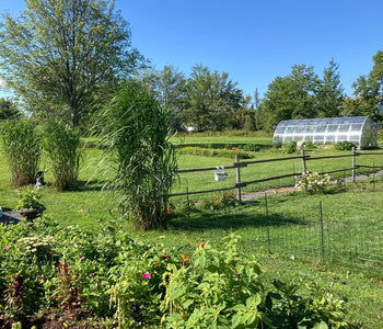 A Peaceful Morning Escape
