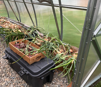 Also worked great to cure my onions!