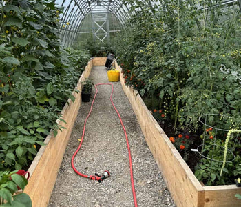 Growing Tomatoes and Peppers in the North