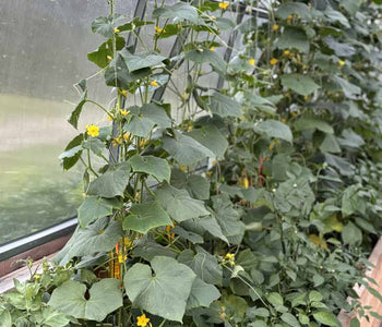 Growing Tomatoes and Peppers in the North
