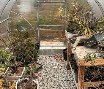 Keeping 200 Bonsai Trees Thriving