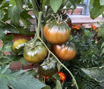 Growing Tomatoes and Peppers in the North