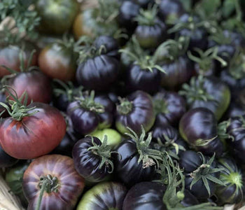 Growing Tomatoes and Peppers in the North