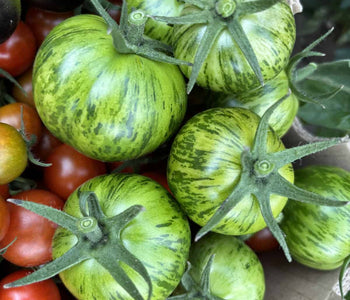 Growing Tomatoes and Peppers in the North