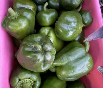 Growing Tomatoes and Peppers in the North
