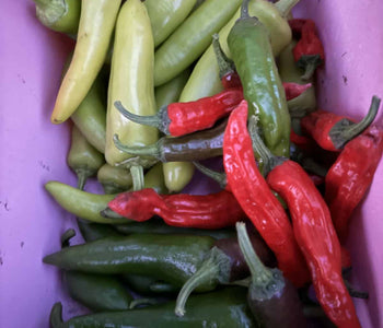 Growing Tomatoes and Peppers in the North