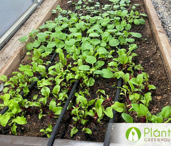 A Four-Season Greenhouse Dream Come True