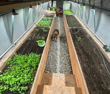 A Four-Season Greenhouse Dream Come True