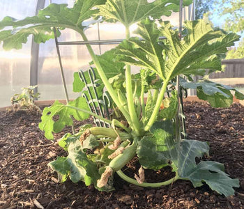 Healthy Plants and a Beautiful Greenhouse