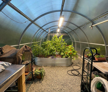 Morning Coffee in My Warm Greenhouse