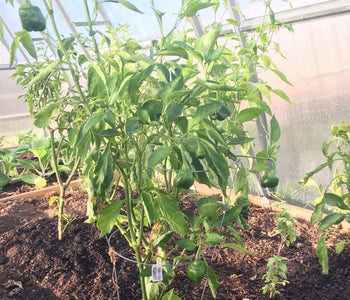 Healthy Plants and a Beautiful Greenhouse