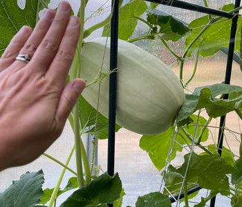 Morning Coffee in My Warm Greenhouse