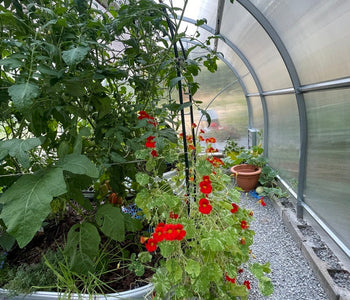 Morning Coffee in My Warm Greenhouse