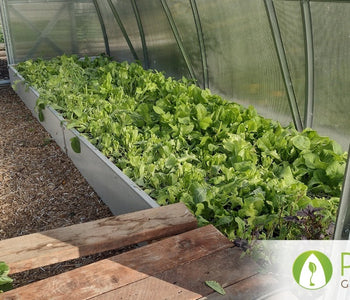 Fresh Greens in Winter & Zucchini in November
