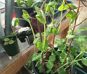 From Vegetables to Winter Plants