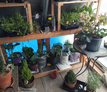 From Vegetables to Winter Plants