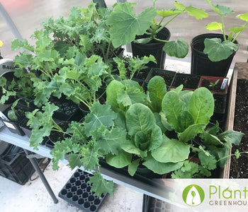 A head start on the growing season in North Hastings