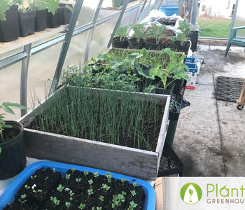 A head start on the growing season in North Hastings