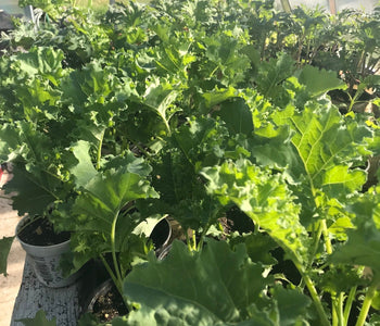 A head start on the growing season in North Hastings