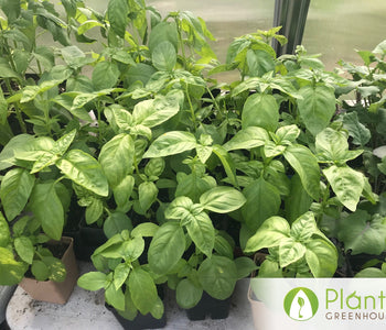 A head start on the growing season in North Hastings