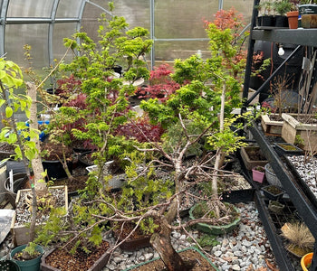 Keeping 200 Bonsai Trees Thriving