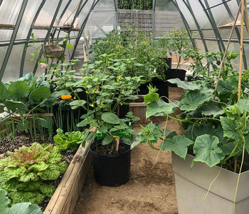 A Hot Pepper Paradise