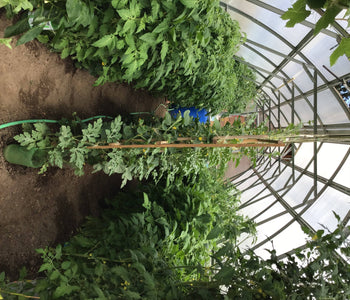 Extends the Growing Season and Keeps Our Chickens Warm in Winter!