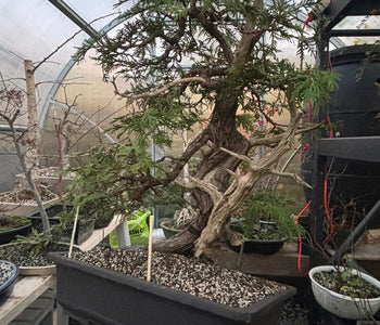 Keeping 200 Bonsai Trees Thriving