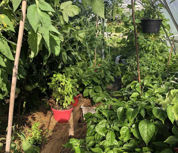 Loving My Greenhouse