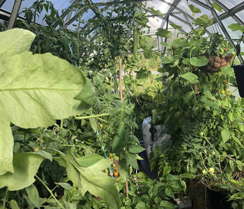 Loving My Greenhouse