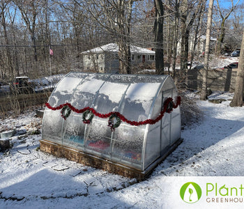 A Warm Escape in Our Backyard