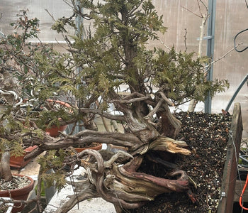 Keeping 200 Bonsai Trees Thriving