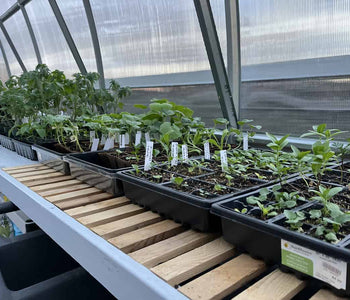 Now We’re Able to Start Our Own Plants!