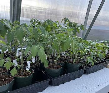 Now We’re Able to Start Our Own Plants!