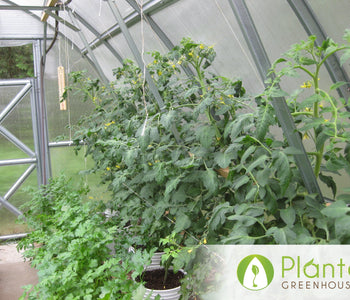 Tomatoes, Carrots, Cucumbers