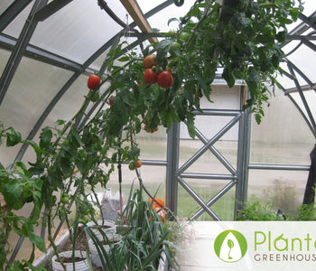 Tomatoes, Carrots, Cucumbers