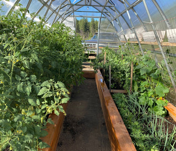 I Absolutely LOVE Gardening in My Greenhouse