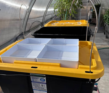 From Microgreens to Mango Trees in Sigma Greenhouse