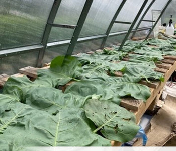 Star Garden: Growing With Purpose