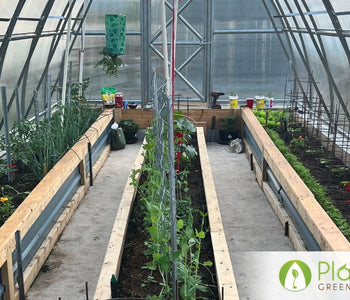 Withstands Frost Up to -7°C for Extended Growing Season