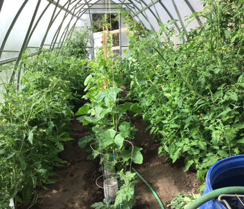 Extends the Growing Season and Keeps Our Chickens Warm in Winter!