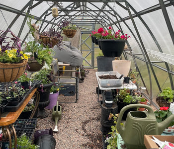My Zen Bubble for Seedlings, Houseplants, and Year-Round Gardening