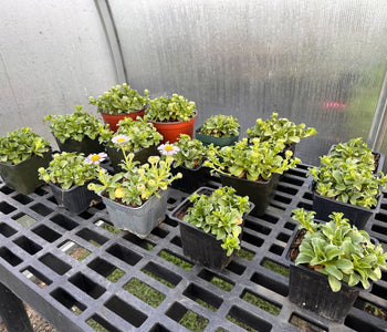 Growing Native Plants Faster with the Sungrow Urban Greenhouse